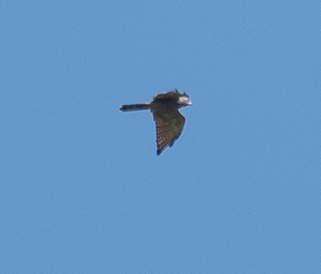 Amurbussard - ML640545471