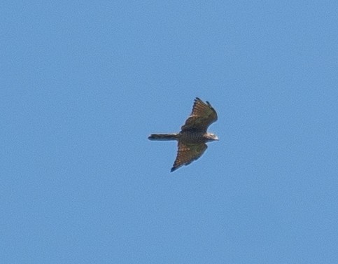 Amurbussard - ML640545472