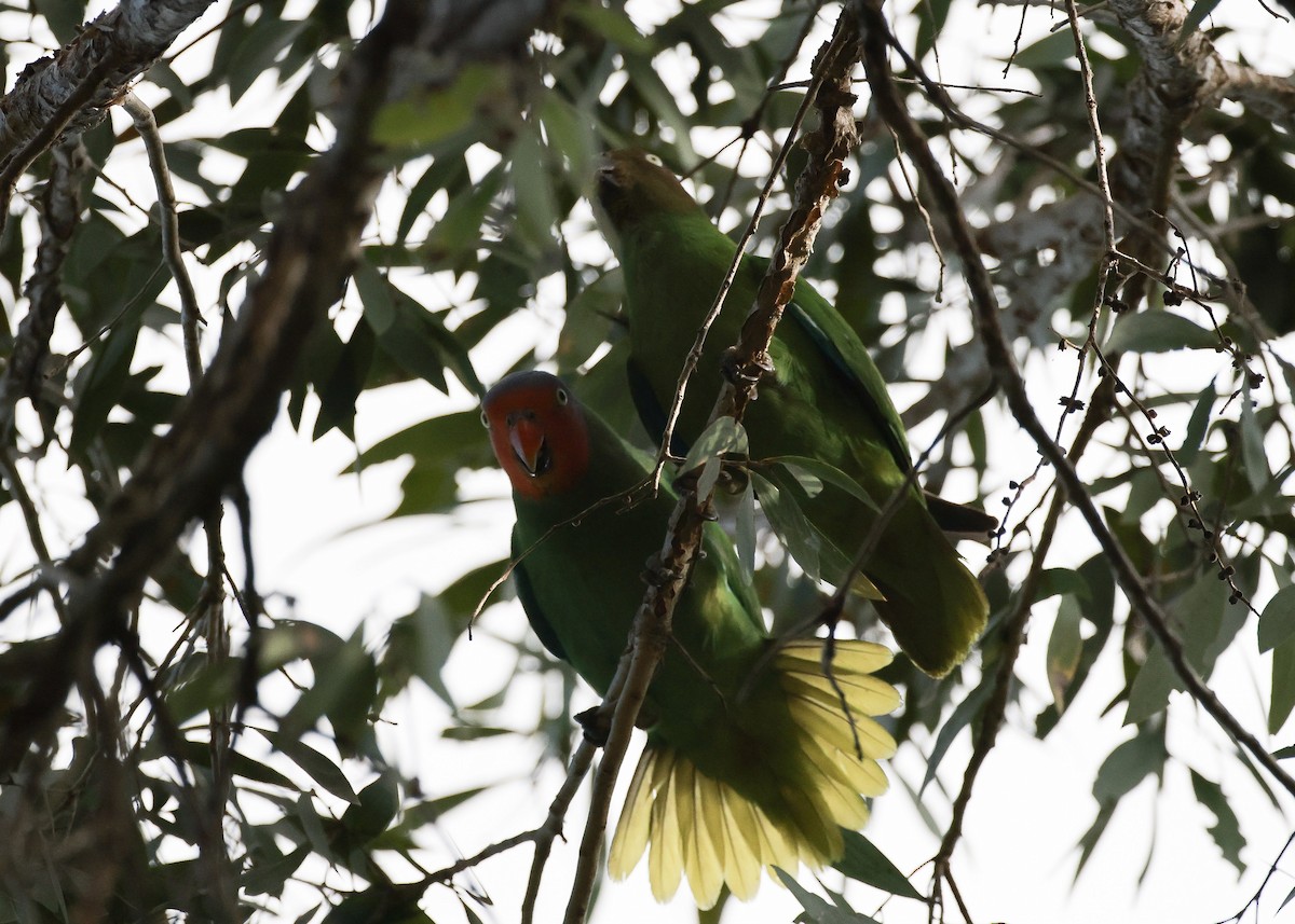 Red-cheeked Parrot - ML640545567