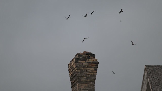 Chimney Swift - ML640545577