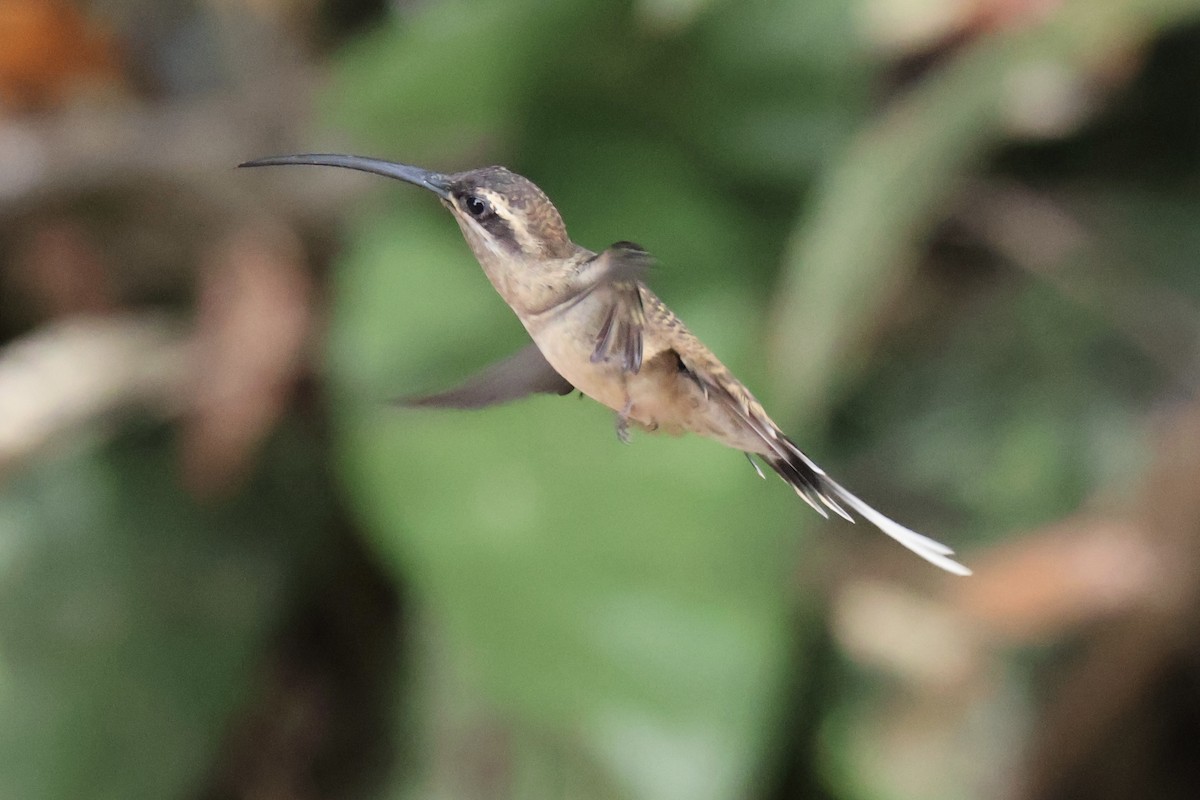 Great-billed Hermit - ML640545581