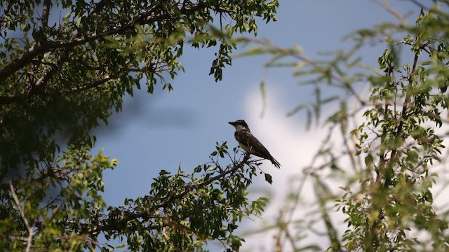 Thick-billed Kingbird - ML640545601