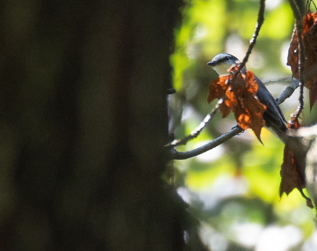 Brown-rumped Minivet - ML640545641