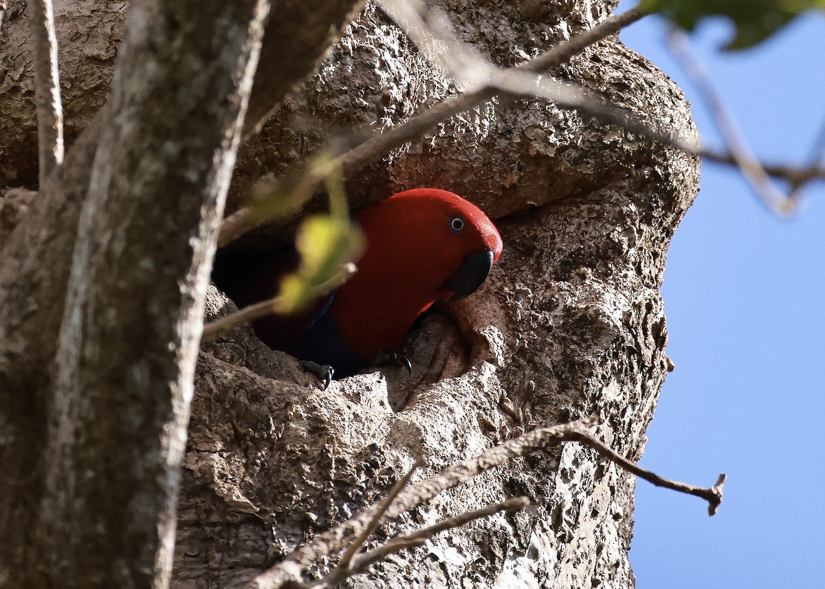 Papuan Eclectus - ML640545653