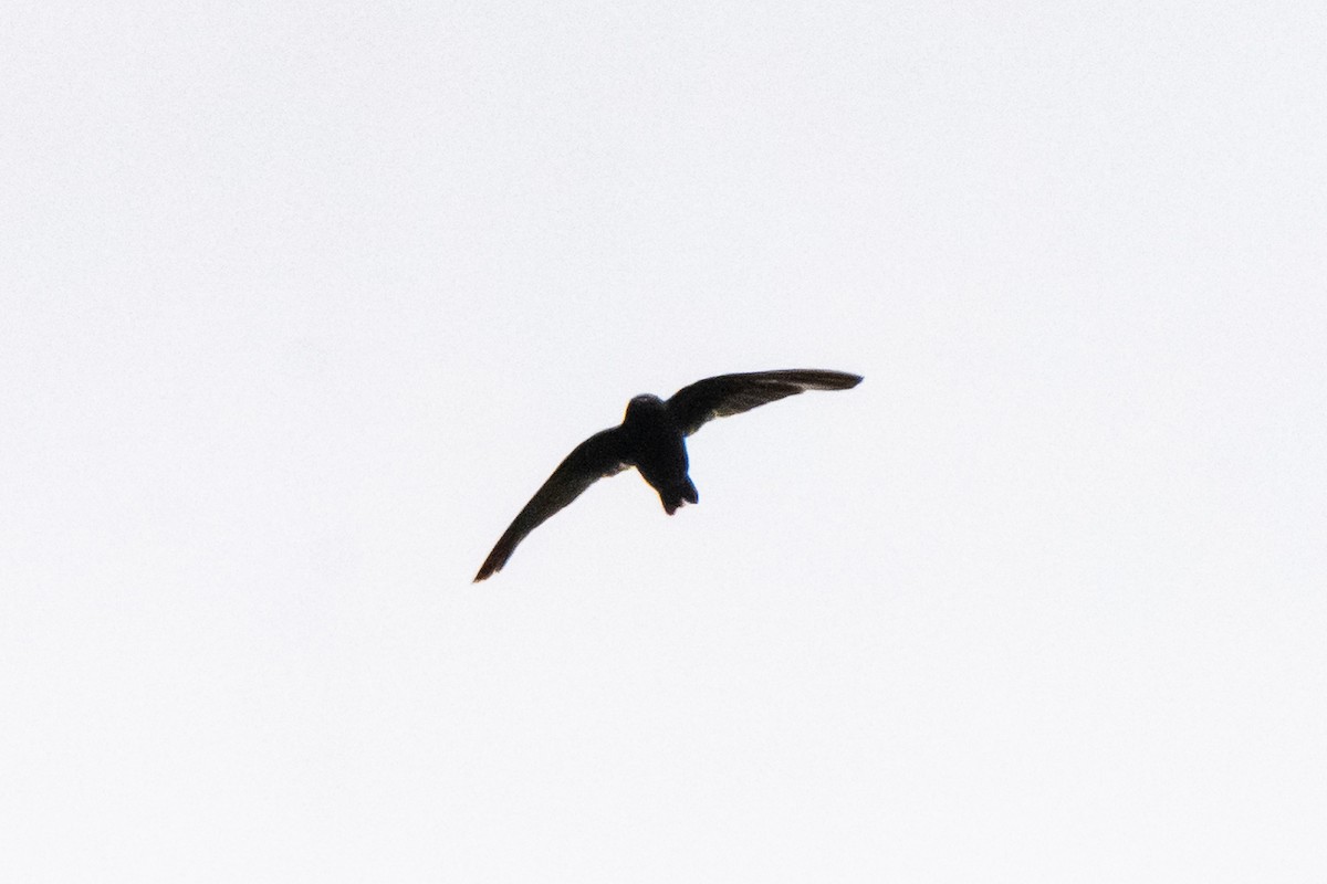Spot-fronted Swift - ML640545713