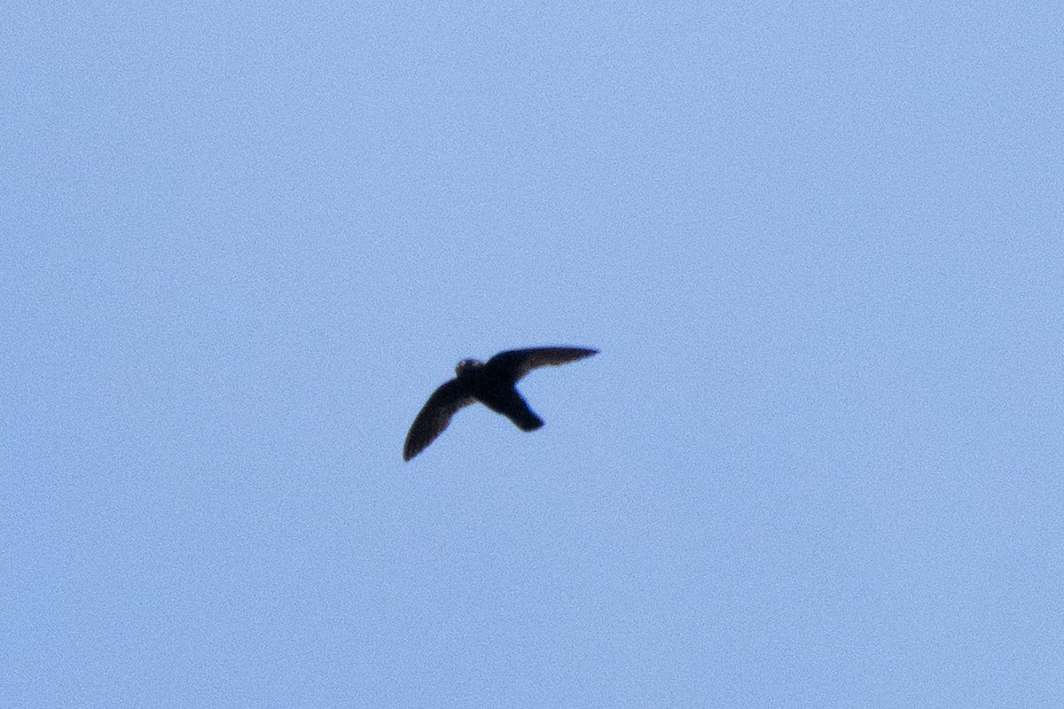 Spot-fronted Swift - ML640545714