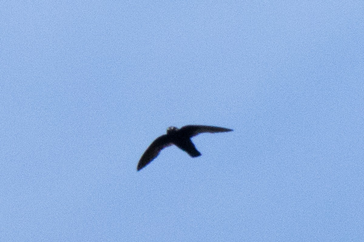 Spot-fronted Swift - ML640545719