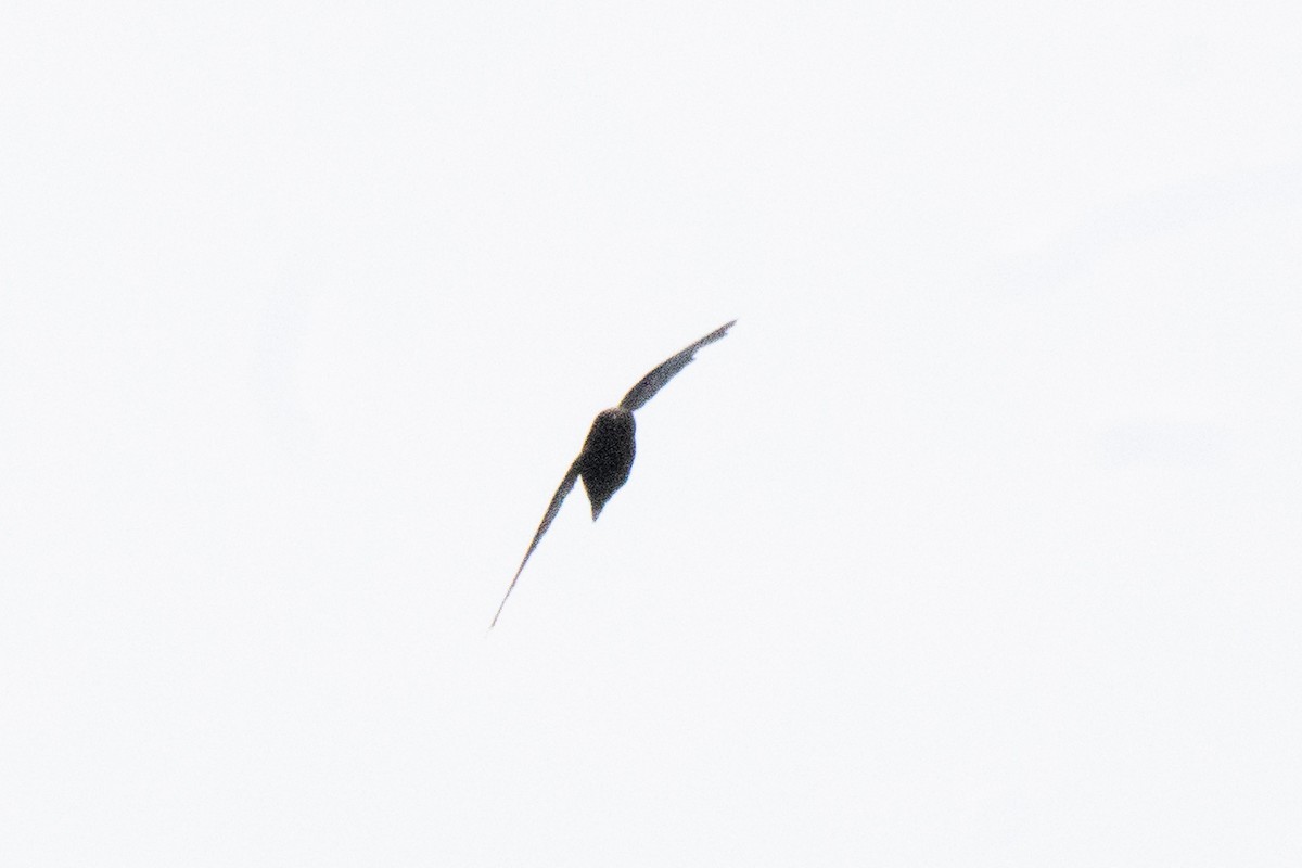 Spot-fronted Swift - ML640545720