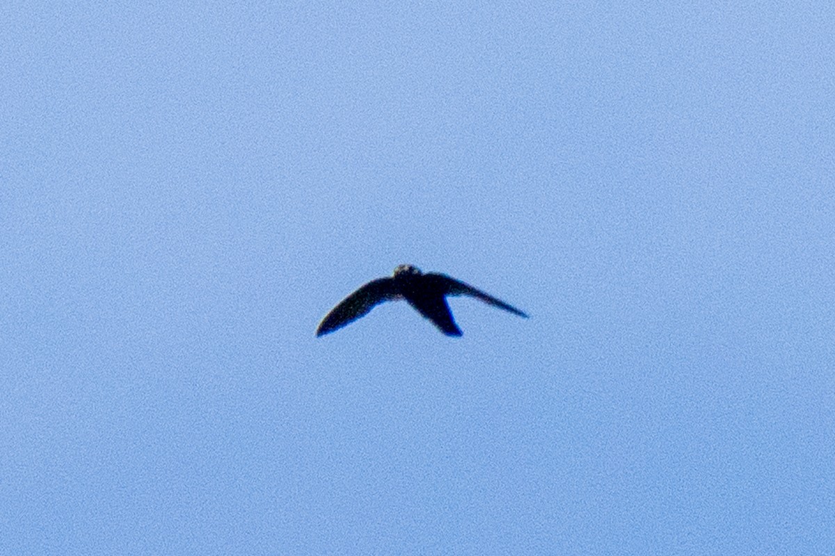 Spot-fronted Swift - ML640545721