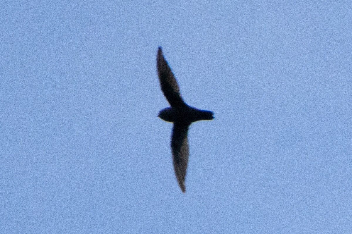 Spot-fronted Swift - ML640545722