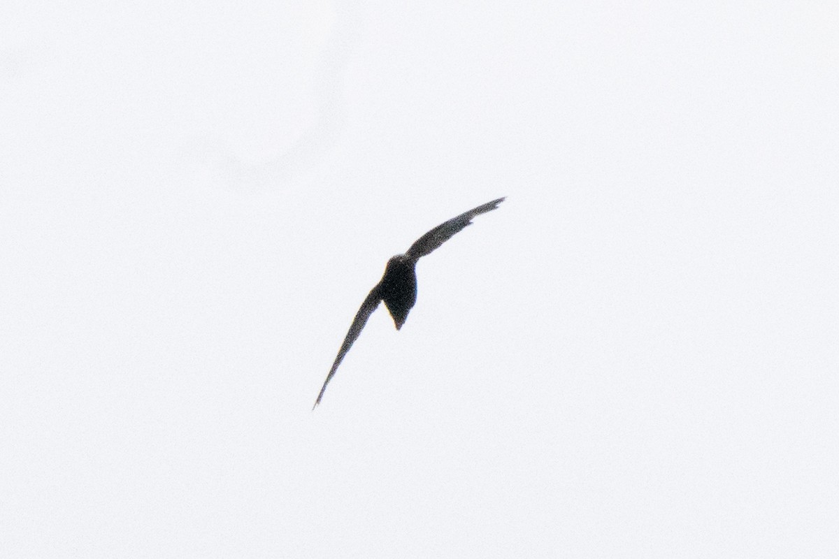 Spot-fronted Swift - ML640545723
