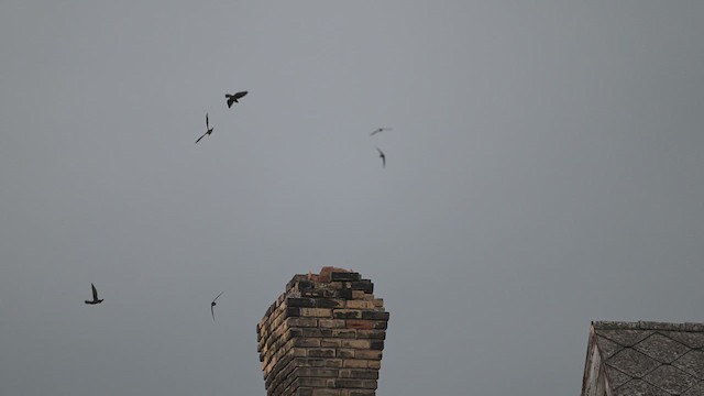 Chimney Swift - ML640545728