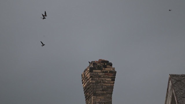 Chimney Swift - ML640545811