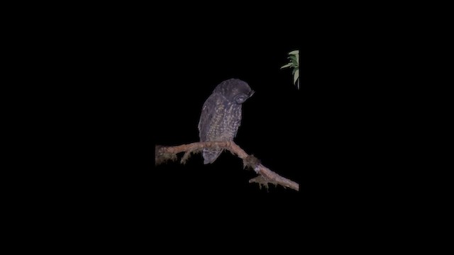 Stygian Owl - ML640545893