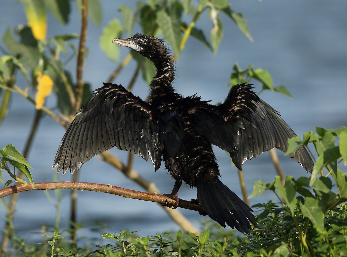 Little Cormorant - ML64054601