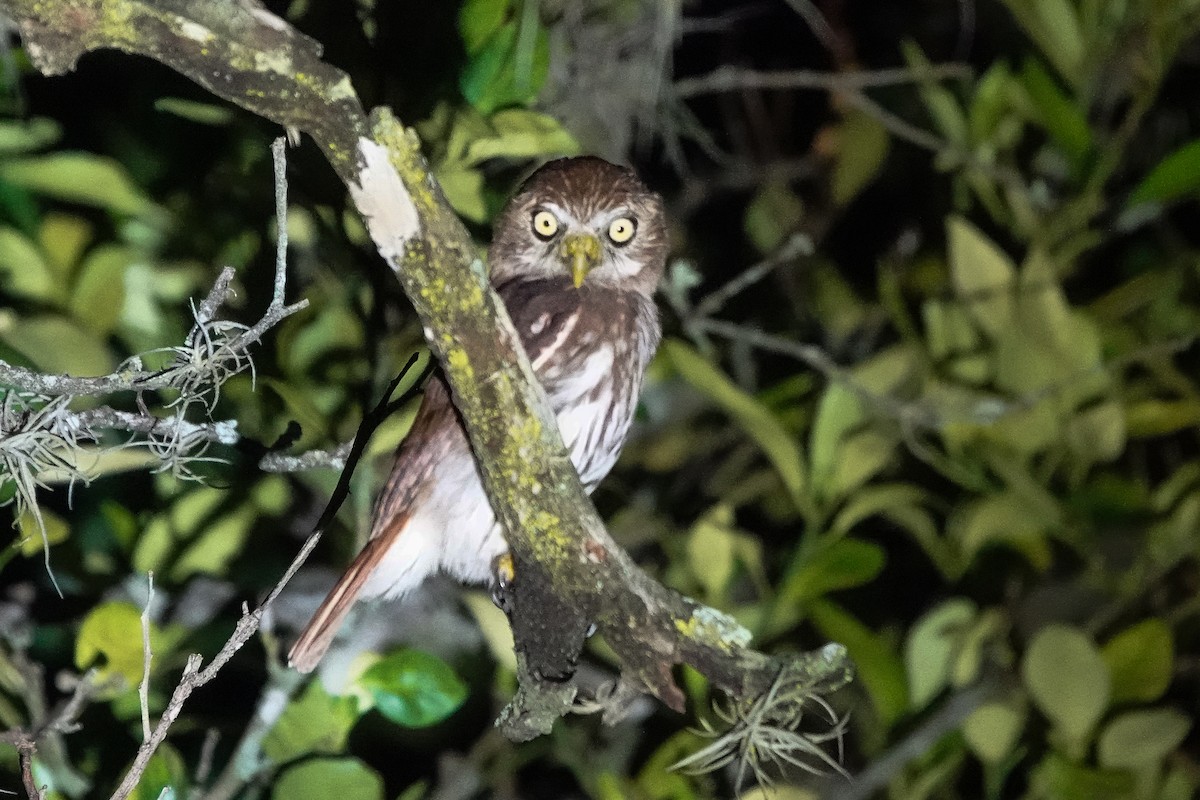 Ferruginous Pygmy-Owl - ML640546016