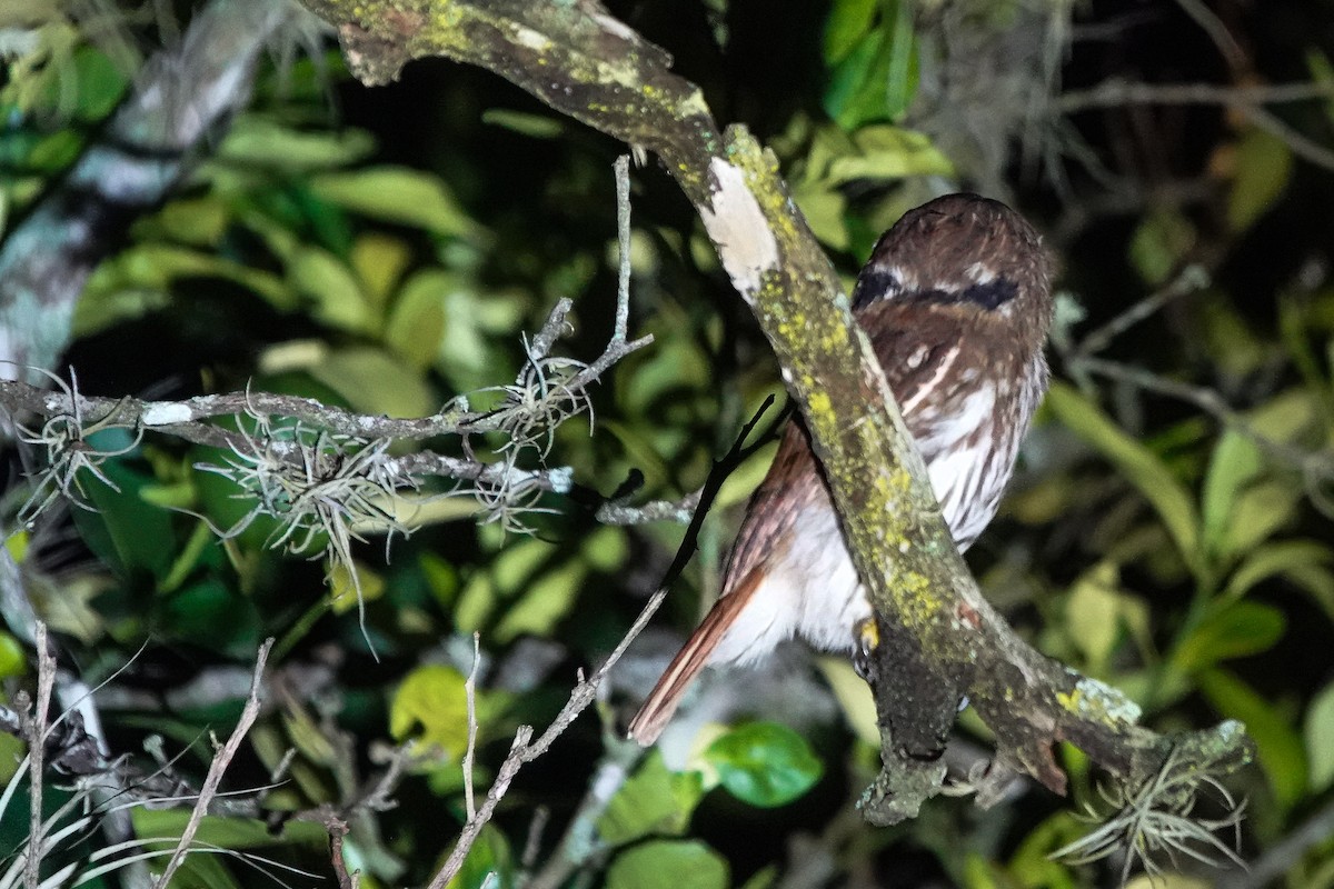 Ferruginous Pygmy-Owl - ML640546017