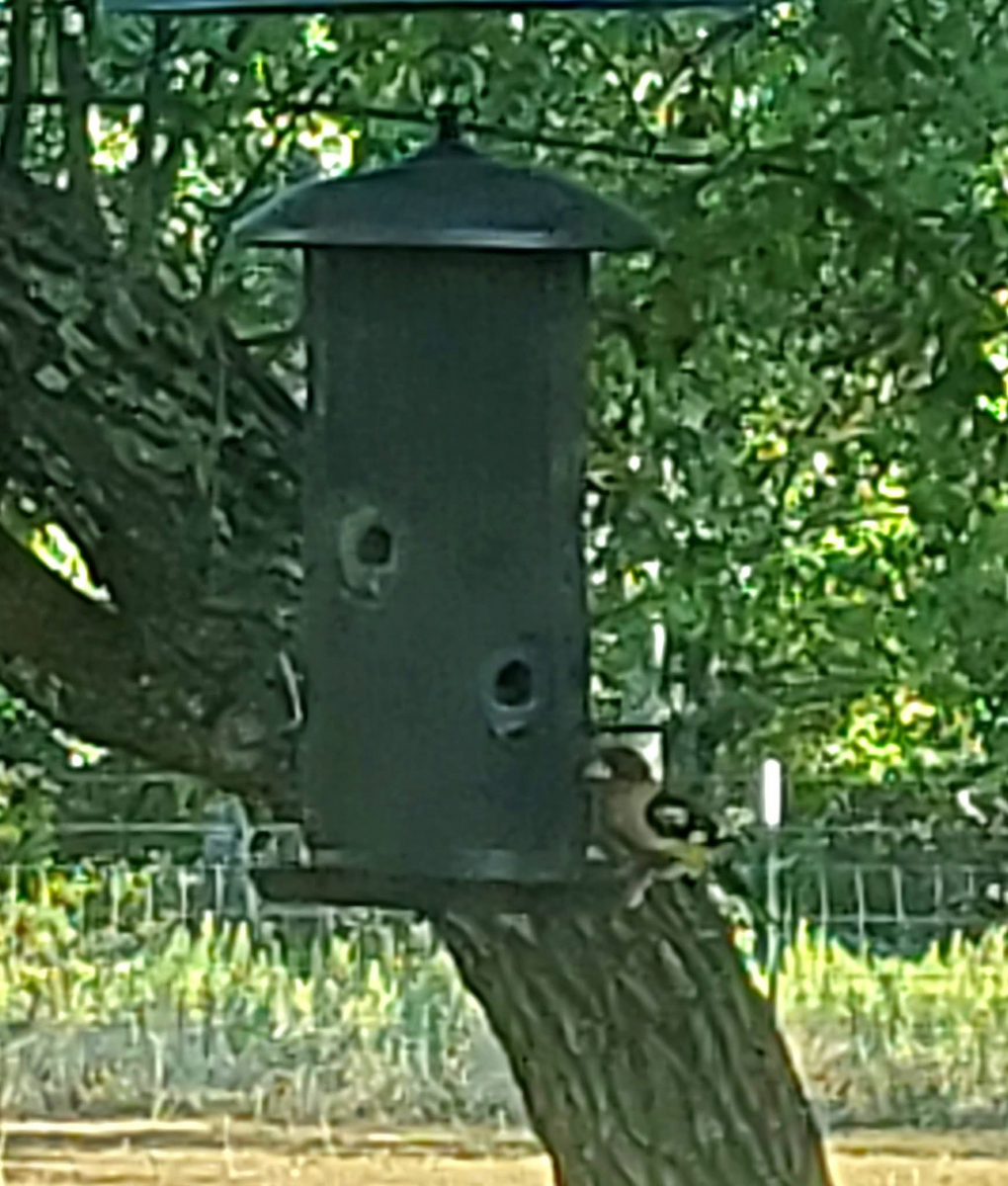 Black-headed Grosbeak - ML640546046