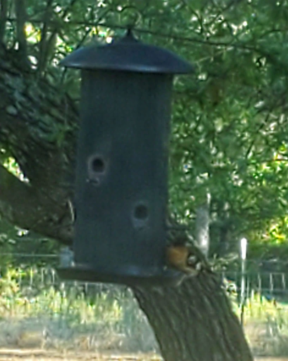 Black-headed Grosbeak - ML640546049
