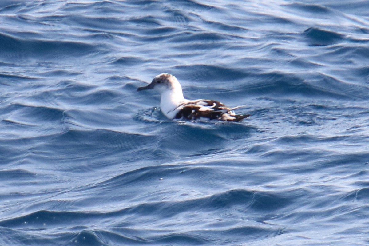 Black-vented Shearwater - ML640546065