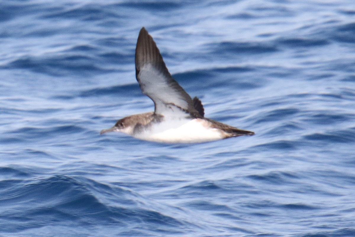 Black-vented Shearwater - ML640546070
