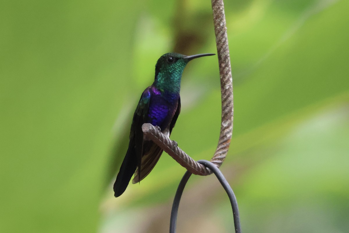 Fork-tailed Woodnymph - ML640546076