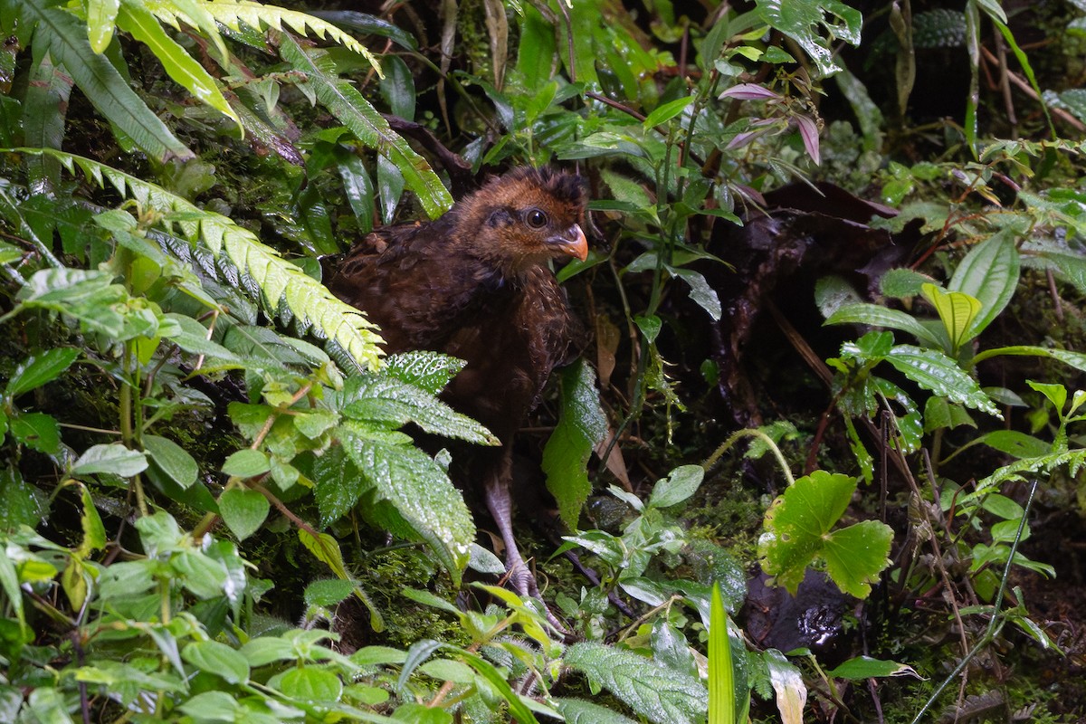 Black-breasted Wood-Quail - ML640546090