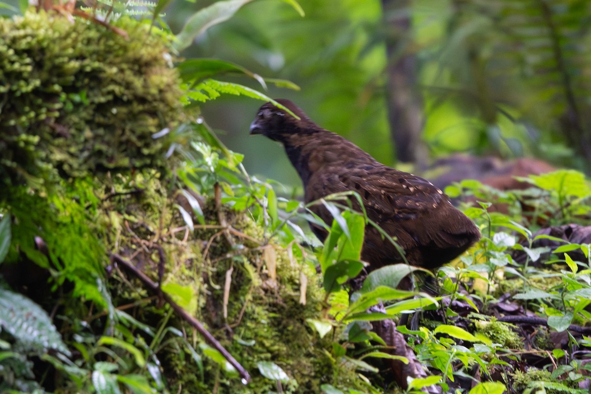 Black-breasted Wood-Quail - ML640546091