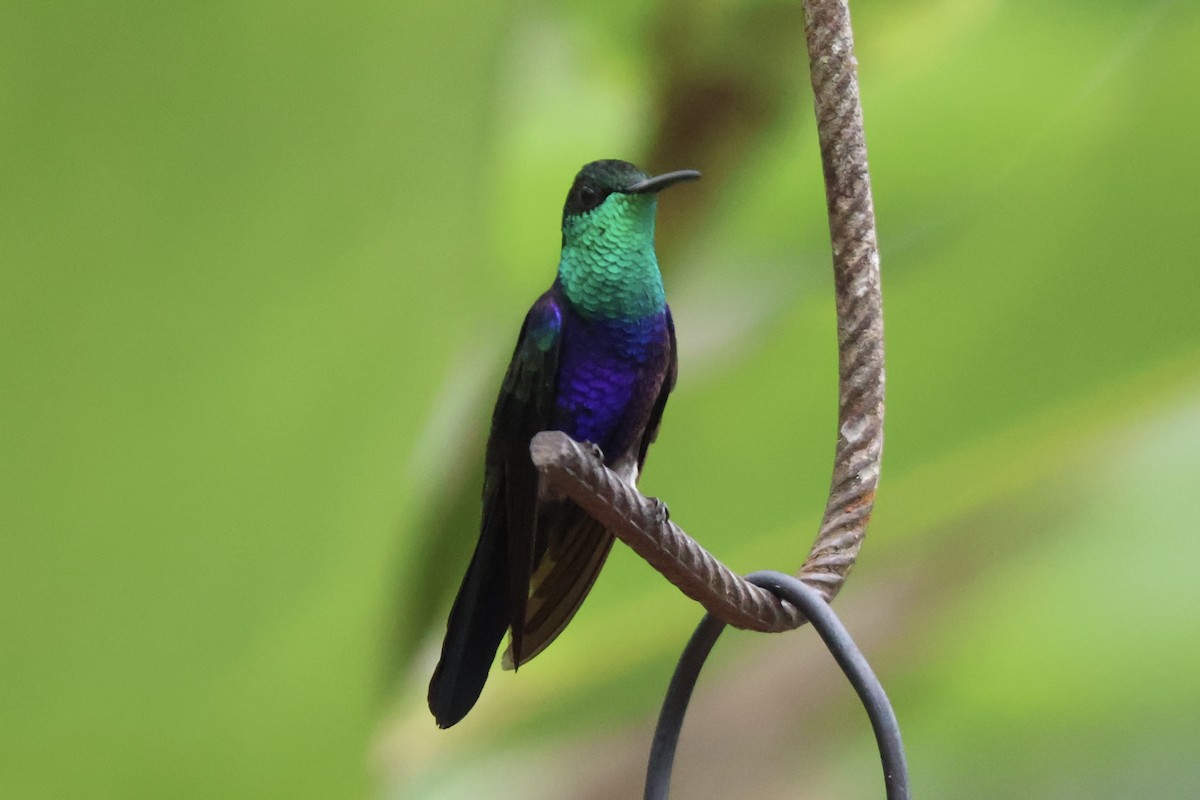 Fork-tailed Woodnymph - ML640546212