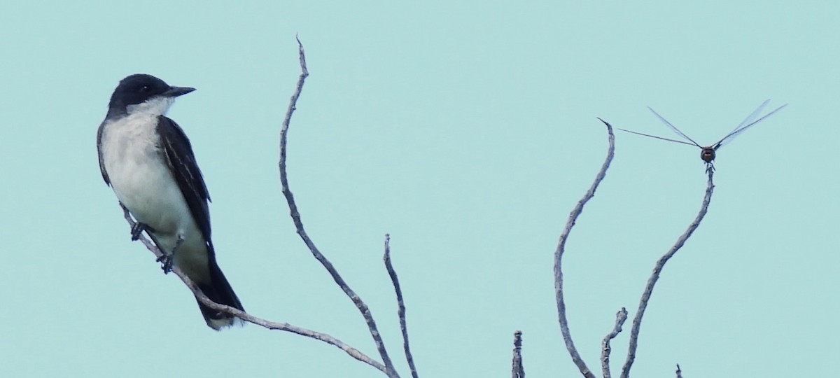 Eastern Kingbird - ML640546214