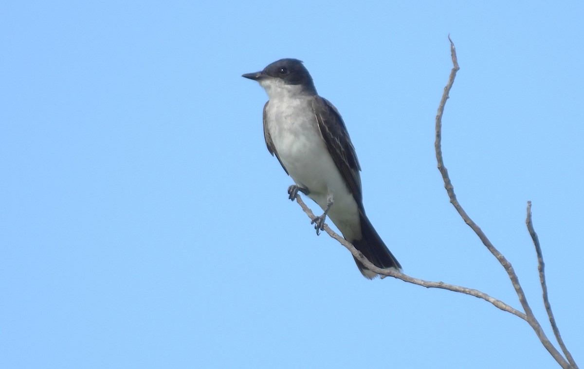 Eastern Kingbird - ML640546218