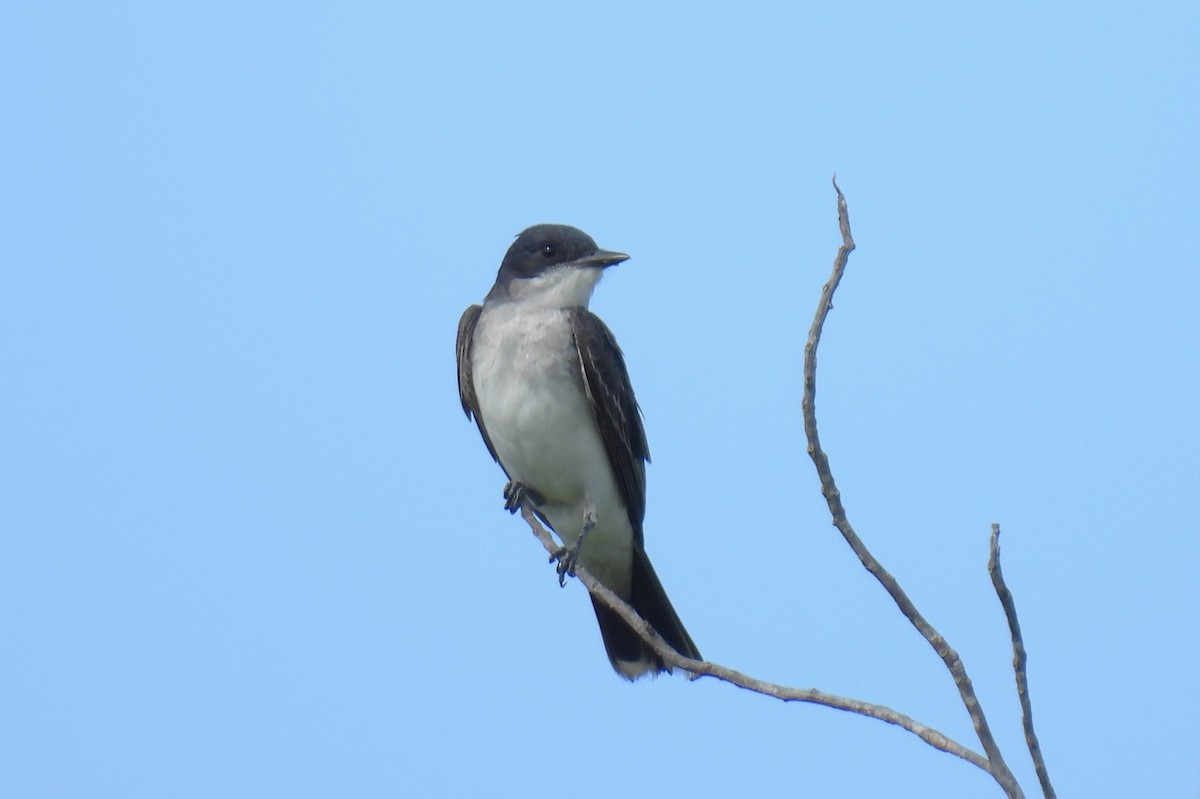 Eastern Kingbird - ML640546220