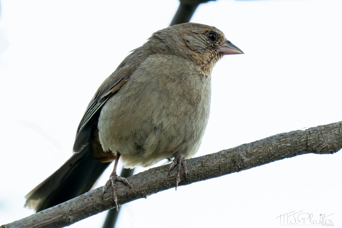 California Towhee - ML640546253