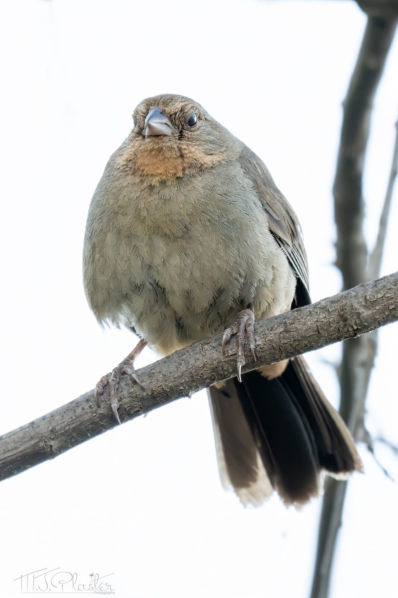 California Towhee - ML640546254