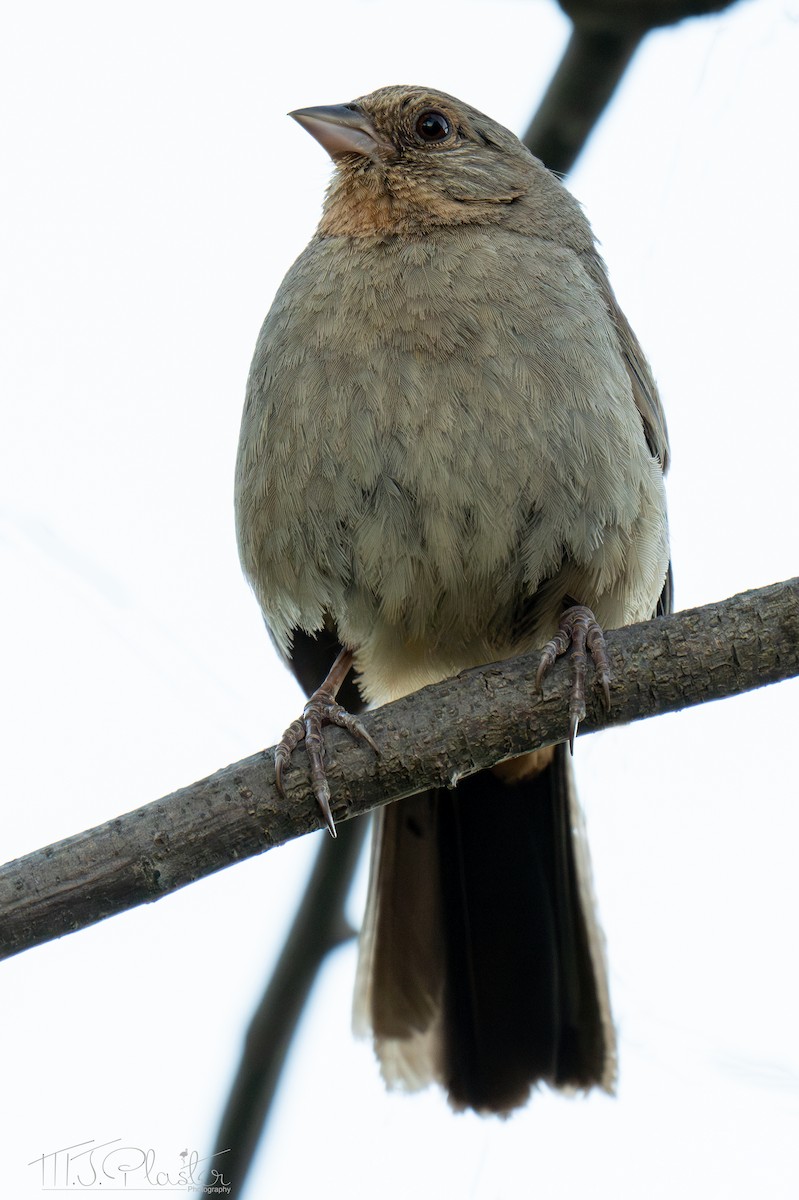 California Towhee - ML640546255