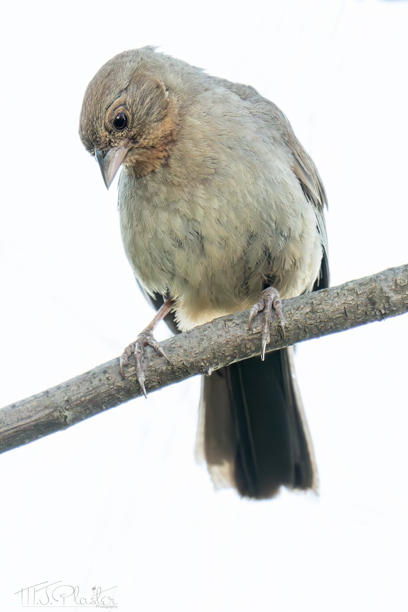 California Towhee - ML640546256