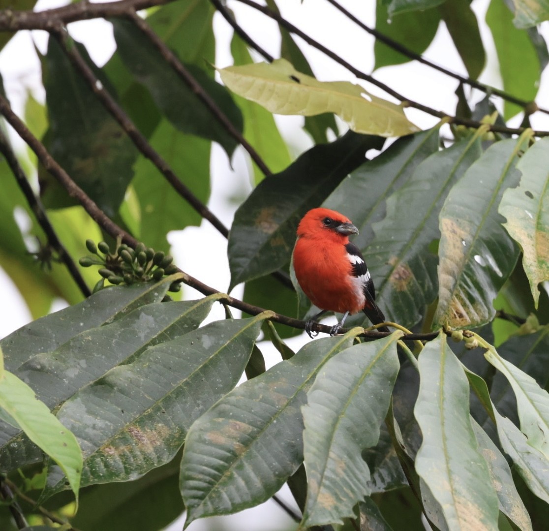 White-winged Tanager - ML640546278