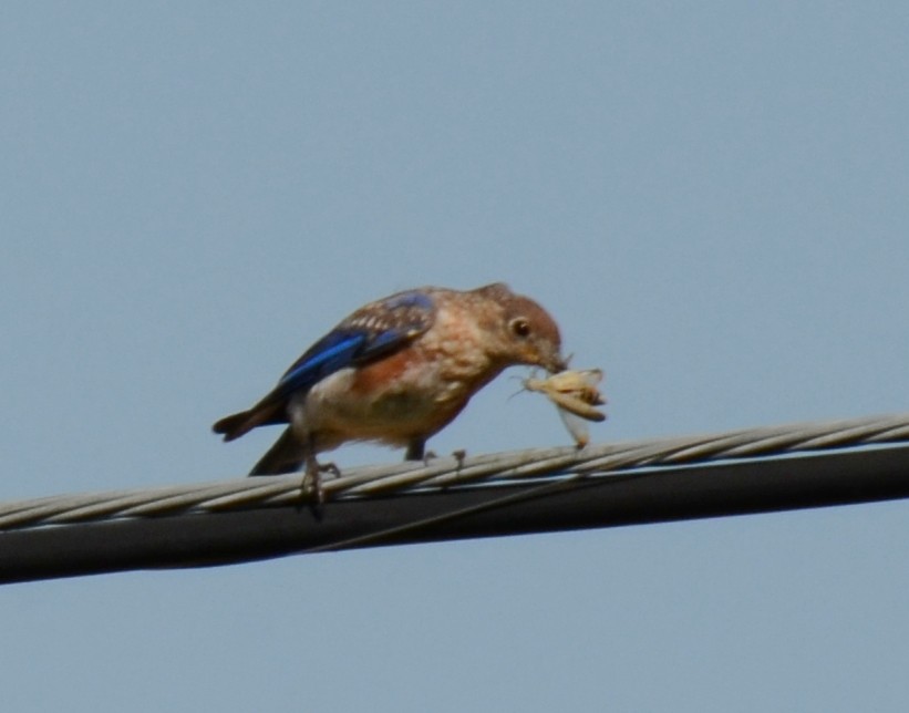 Eastern Bluebird - ML640546279