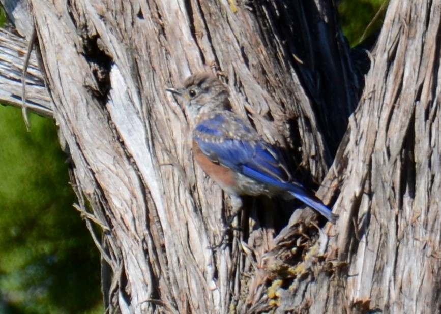 Eastern Bluebird - ML640546280