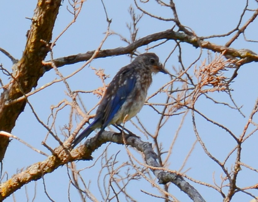 Eastern Bluebird - ML640546281
