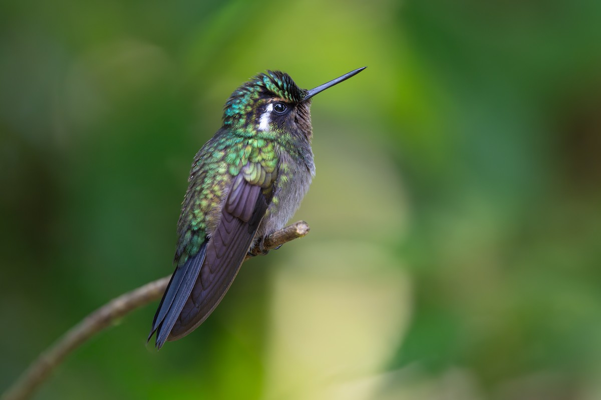 Colibri à gorge pourprée - ML640546324