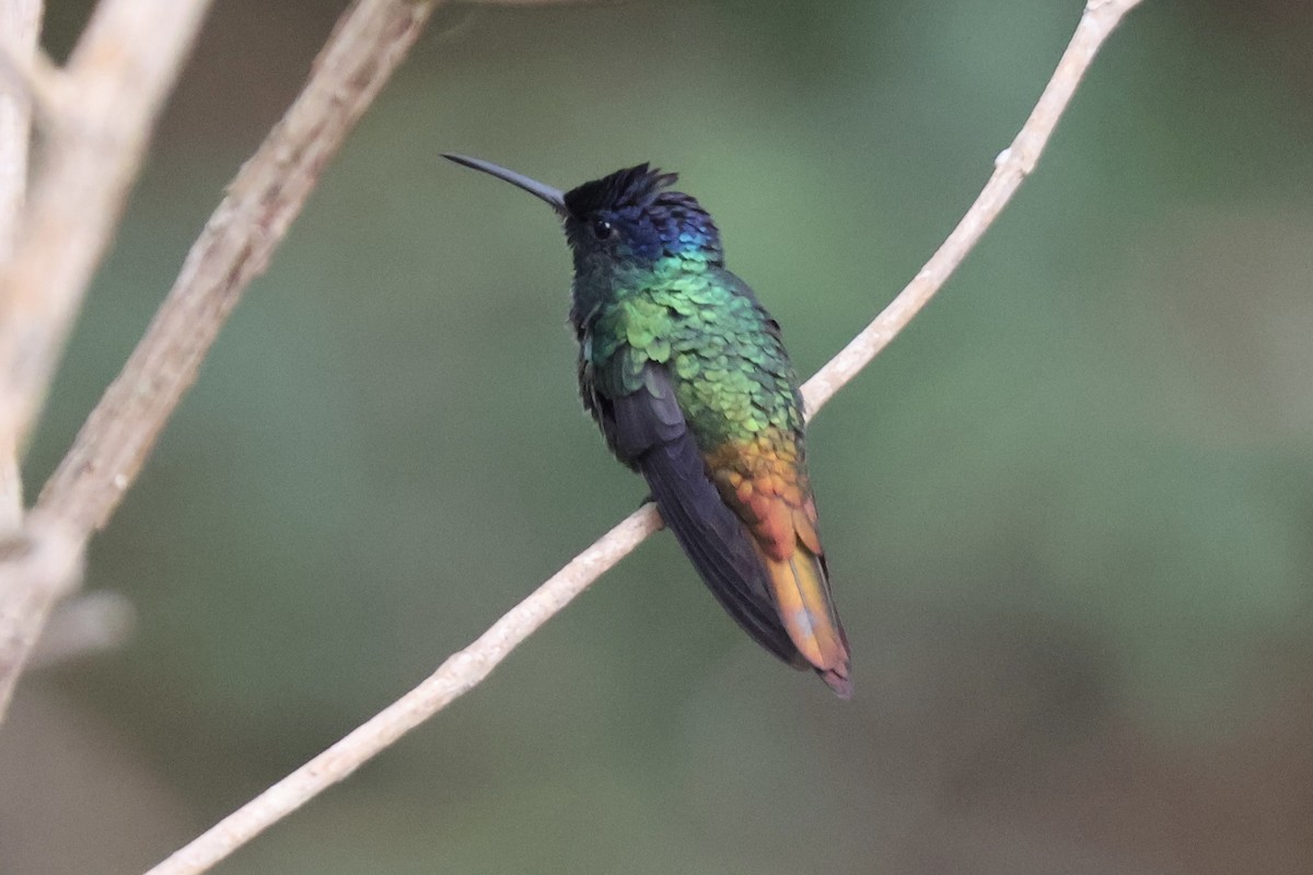 Golden-tailed Sapphire - ML640546337