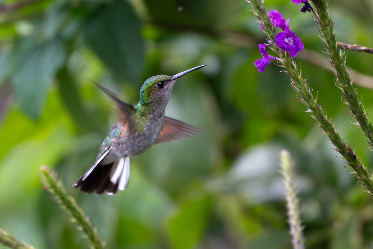 Colibri à épaulettes - ML640546349