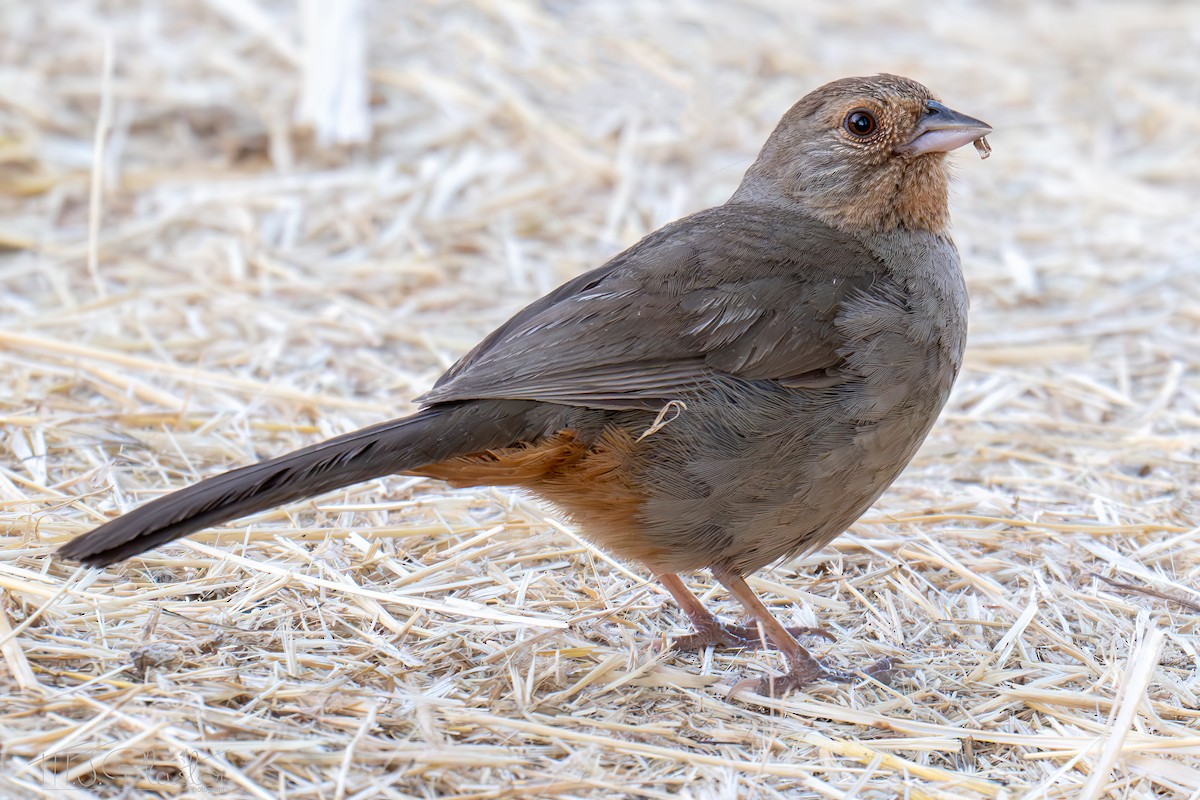 California Towhee - ML640546478