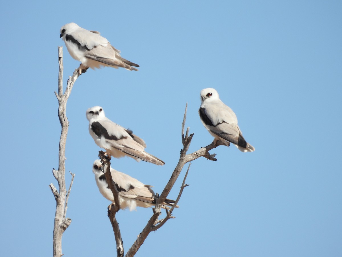 Letter-winged Kite - ML640546496