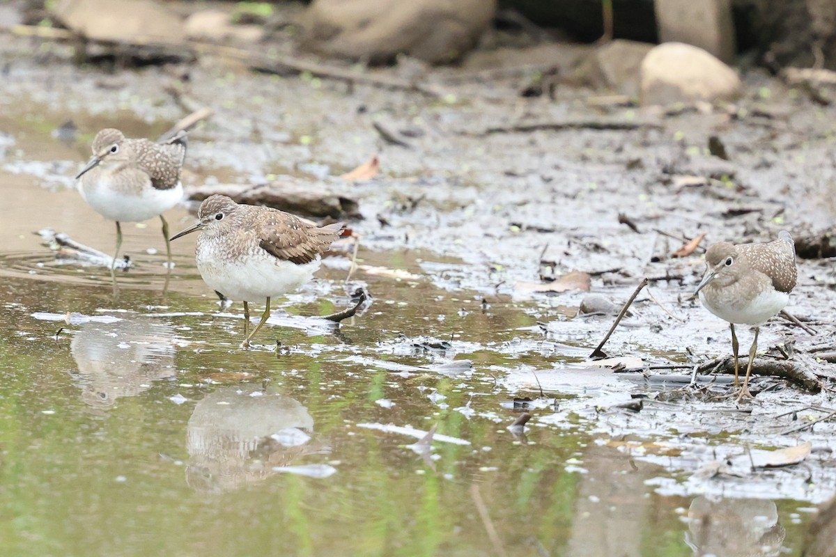 Solitary Sandpiper - ML640546587