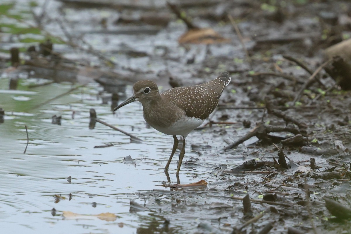 Solitary Sandpiper - ML640546612