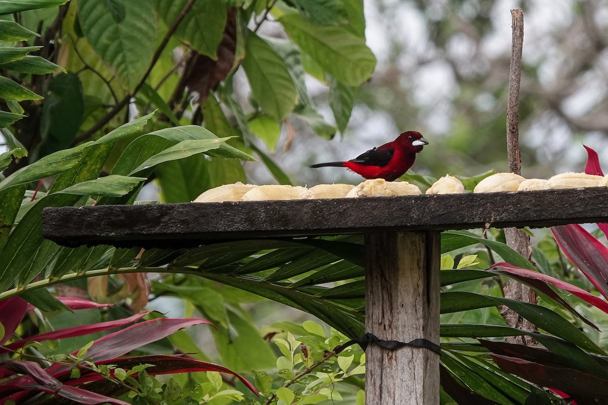 Crimson-backed Tanager - ML640546633