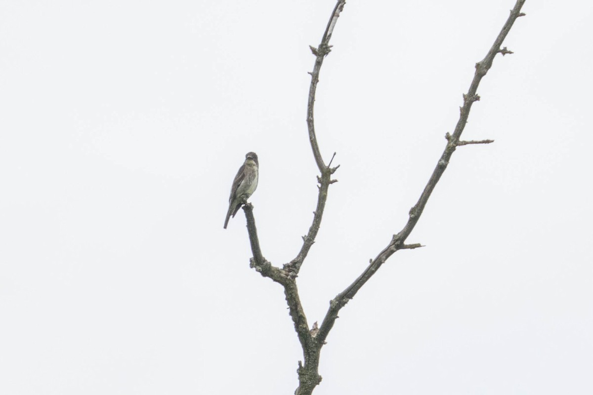 Olive-sided Flycatcher - ML640546649