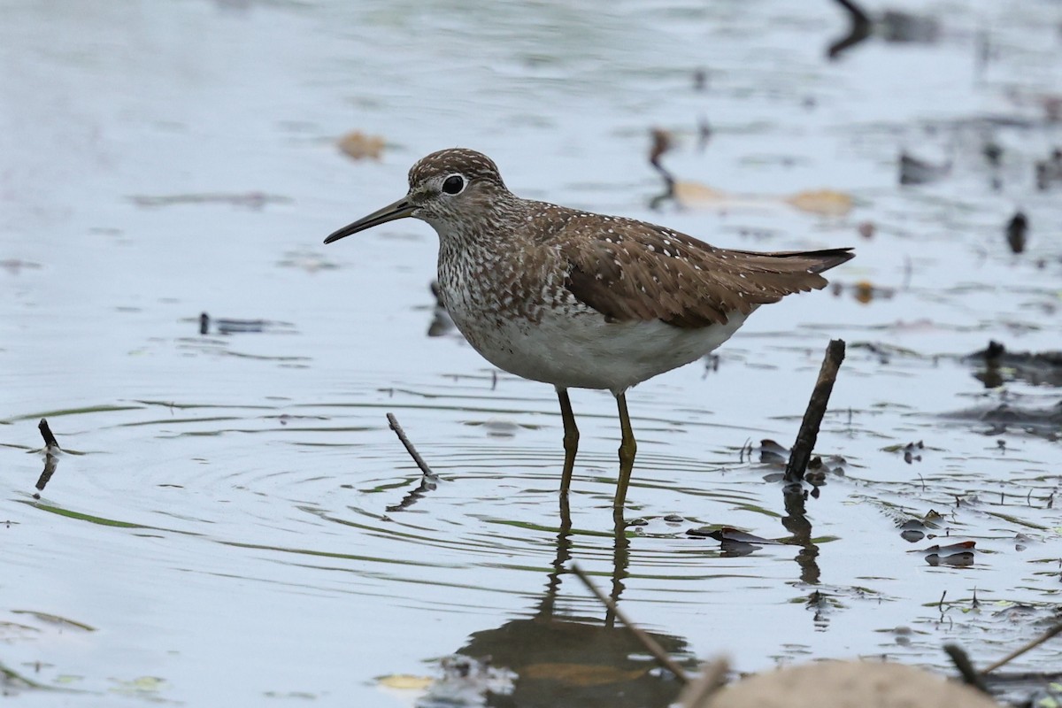 Solitary Sandpiper - ML640546798